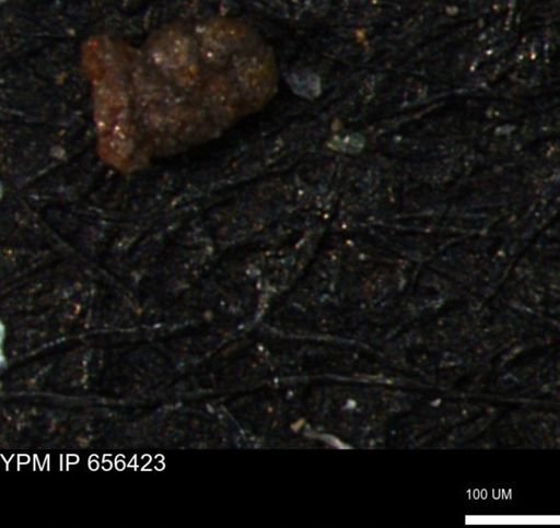 Ammobaculoides phaulus