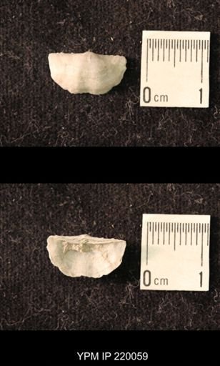 Chonetina flemingi alata