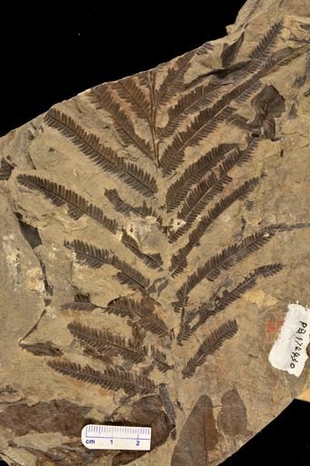 Calcaropteris boeselii