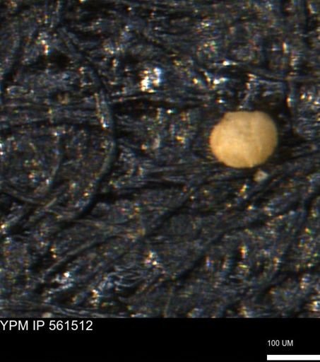 undet. Foraminiferida