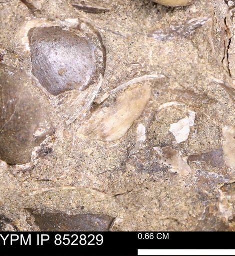 Limopsis striatopunctatus