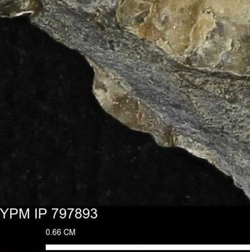 Mollusca