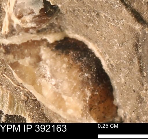 Protocardia sp.