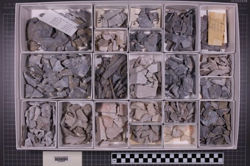mixed taxa, stratigraphic collection