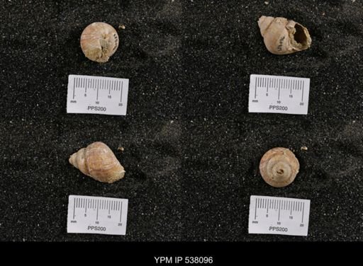 Campeloma nebrascensis
