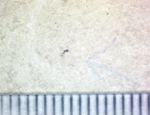undet. Pterygota