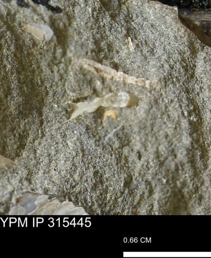 undet. Mollusca