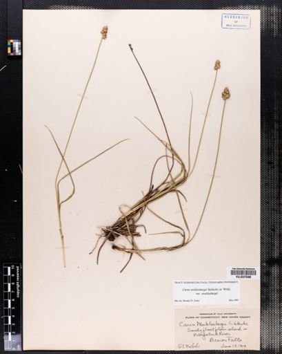 Carex muehlenbergii