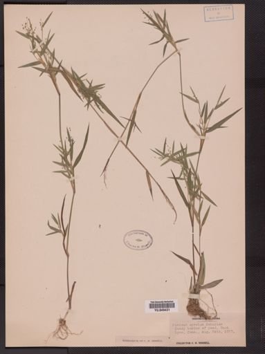 Panicum spretum