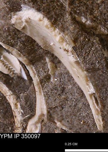 undet. Bivalvia