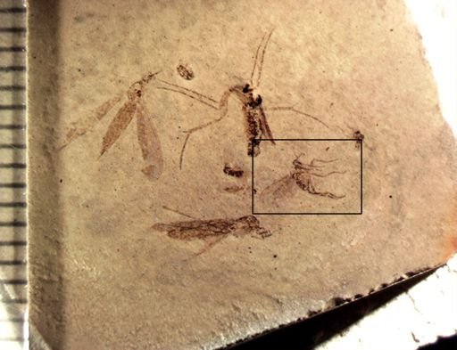 undet. Diptera