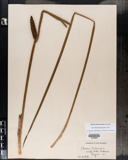 Acorus calamus