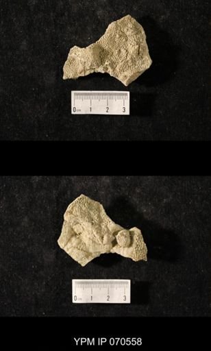 Favosites louisvillensis
