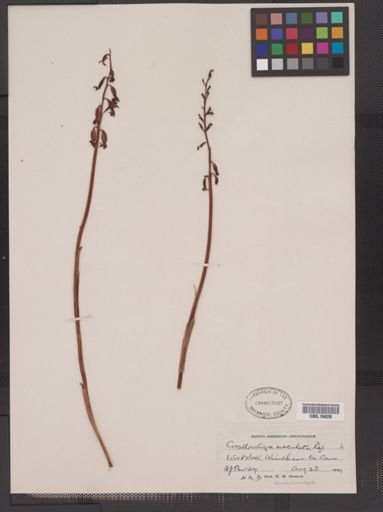 Corallorhiza maculata