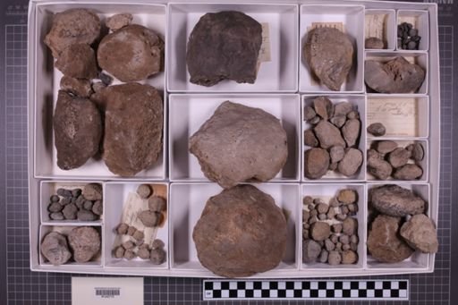 mixed taxa, stratigraphic collection