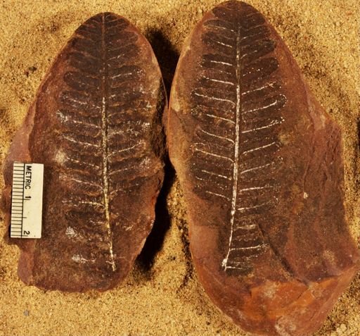Pecopteris