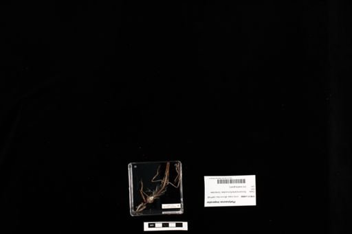 Platysaurus imperator