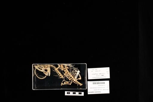 Chamaeleo calyptratus