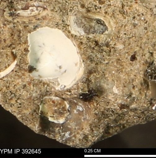 Protocardia subquadrata