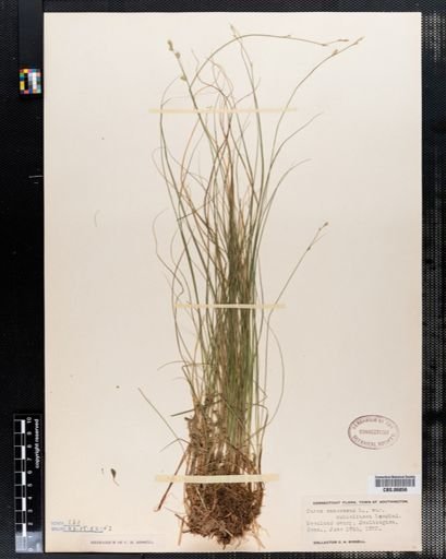 Carex canescens
