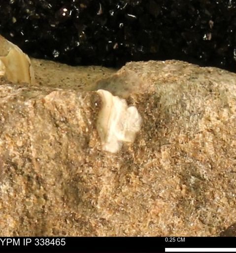 undet. Mollusca