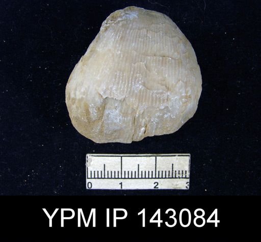Productus (Linoproductus) lineatus
