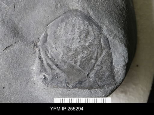 Hughmilleria sp.
