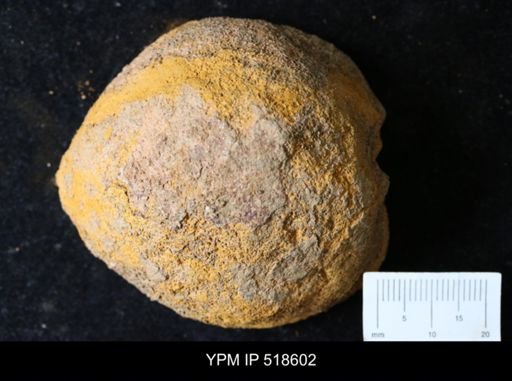 undet. Echinodermata
