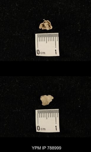 undet. Brachiopoda