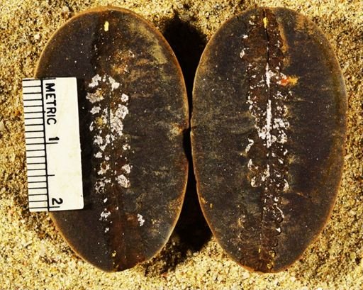 Pecopteris sp.