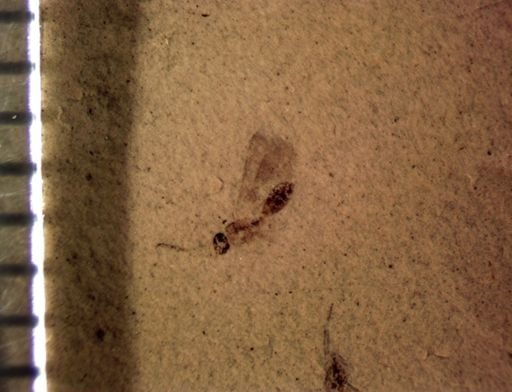 undet. Hymenoptera