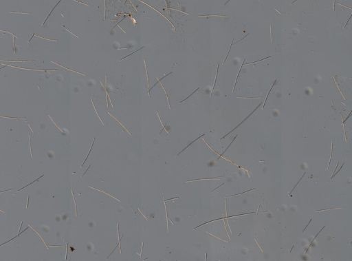 Myrmekioderma