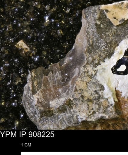 undet. Ammonoidea