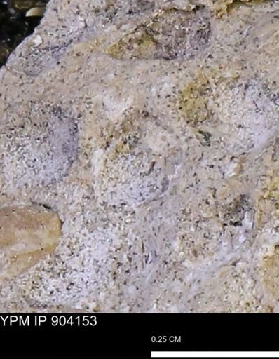 undet. Mollusca