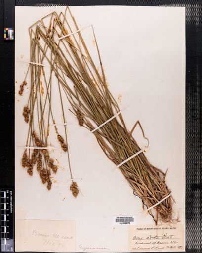 Carex adusta