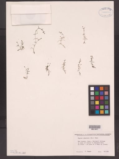 Sagina japonica