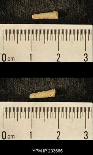 Archaeocidaris sp.