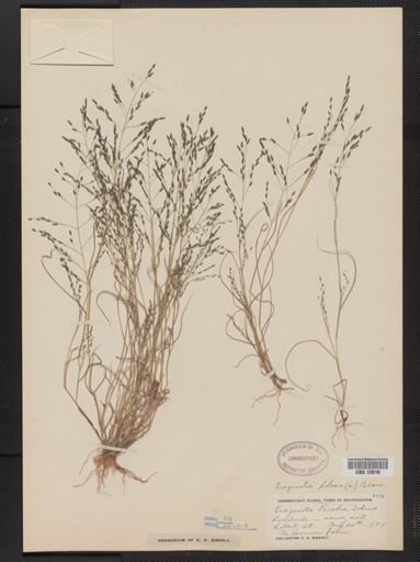 Eragrostis pilosa