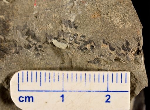 Tympanophora simplex