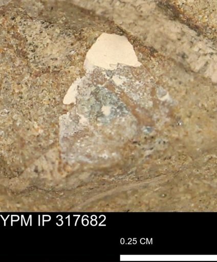 Hoploscaphites sp.