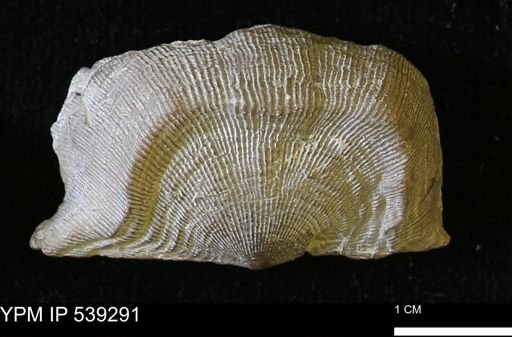 Leptaena rhomboidalis