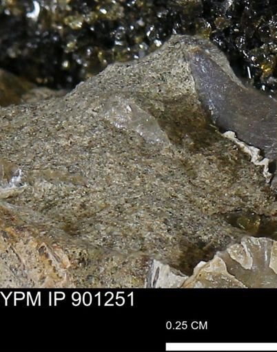 undet. Mollusca