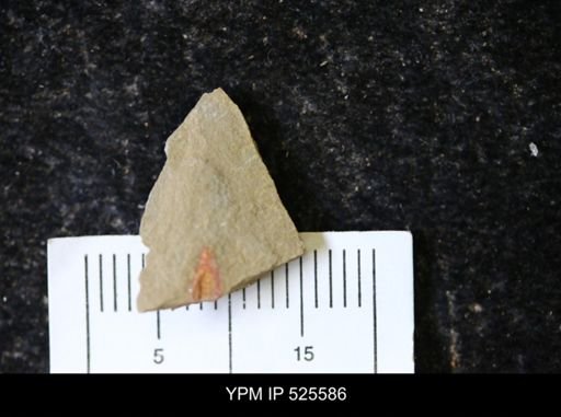 undet. Synziphosurina