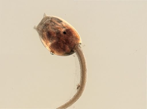 Branchiostoma