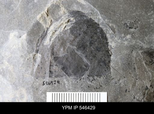 Hughmilleria sp.