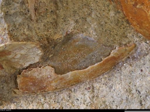 undet. Bivalvia