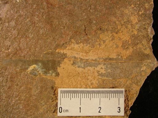 Archaeoconularia?