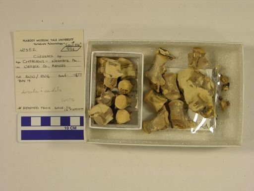 Clidastes sp.