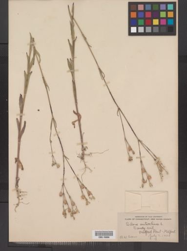 Plantae