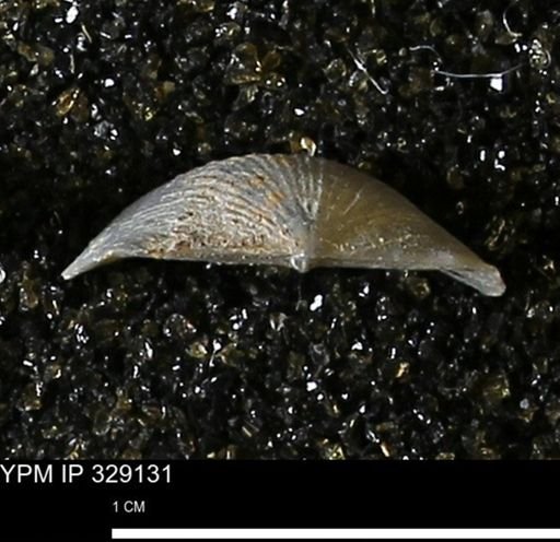 Chonetes scitulus
